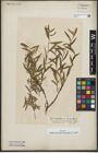 Foto von Salix repens subsp. rosmarinifolia (L.) Andersson